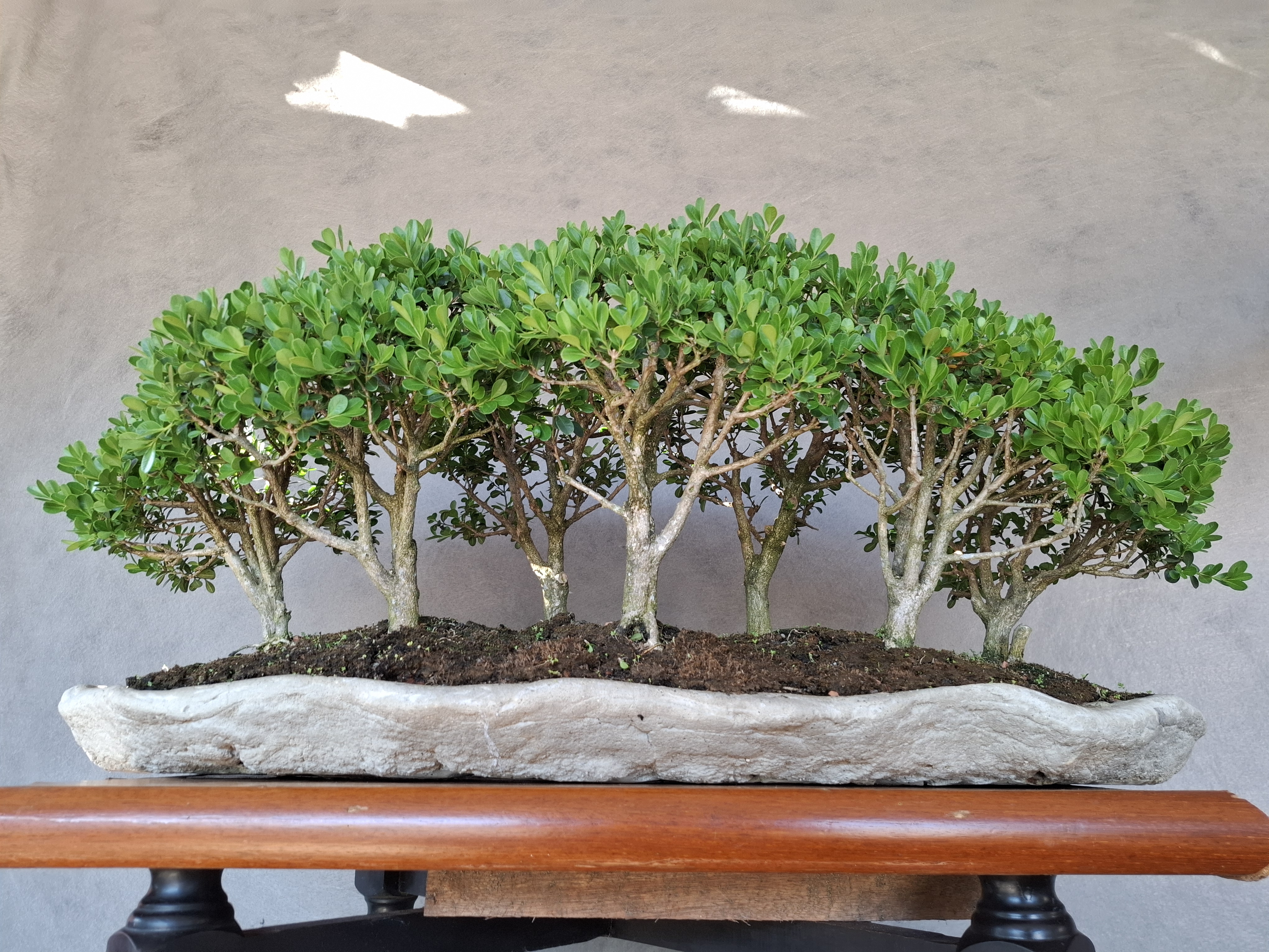 Bonsai estilo floresta — foto 1