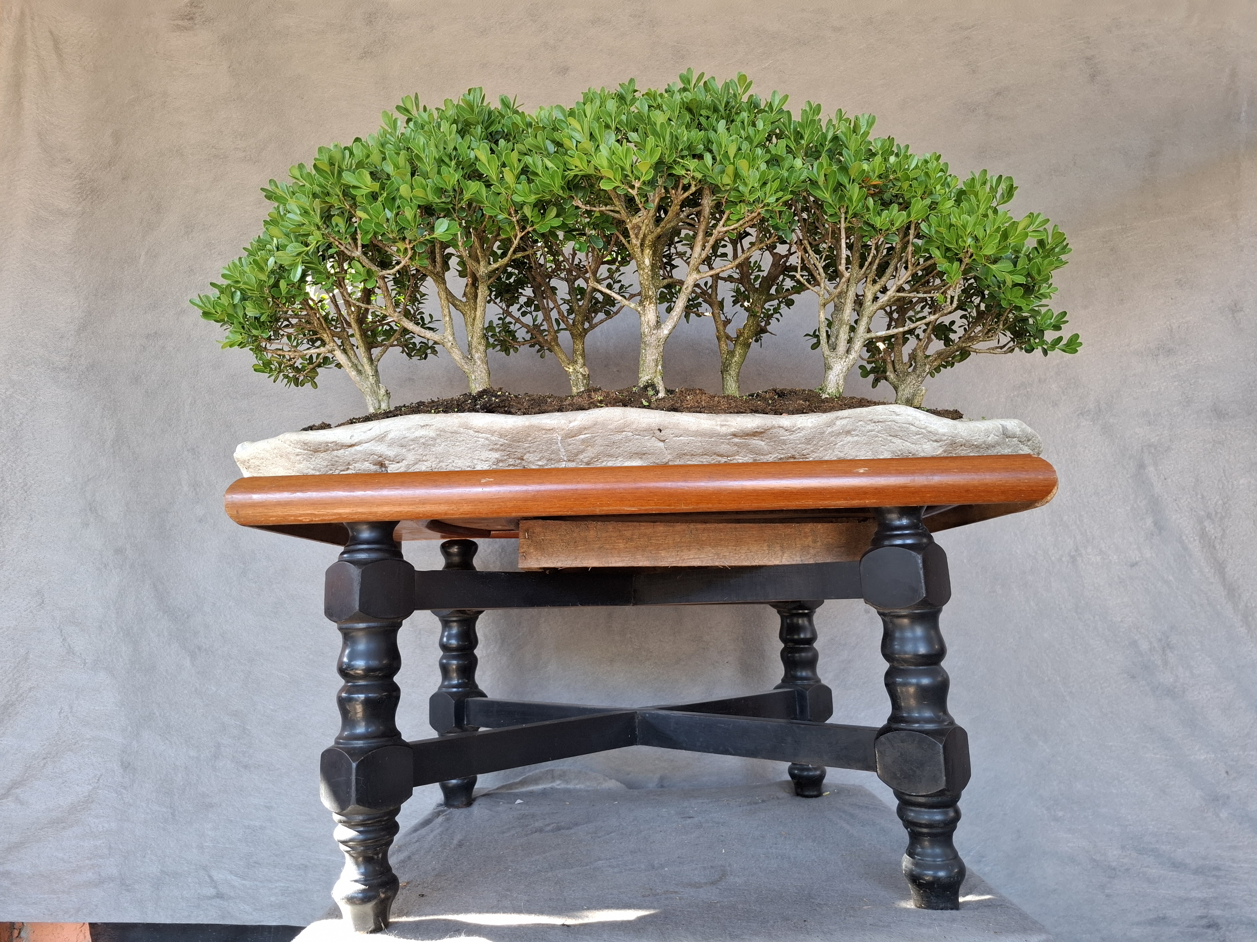 Bonsai estilo floresta — foto 2