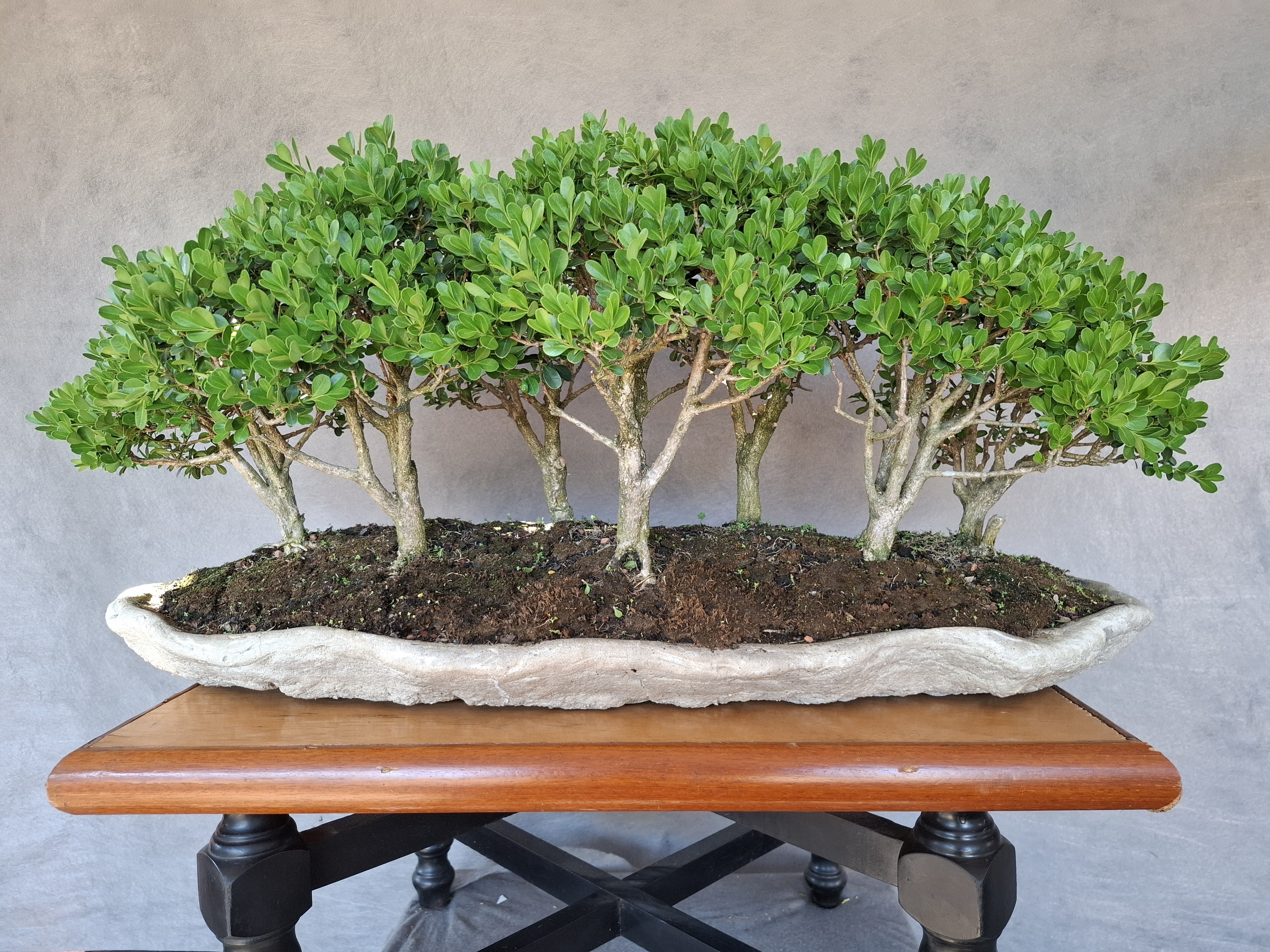 Bonsai estilo floresta — foto 3