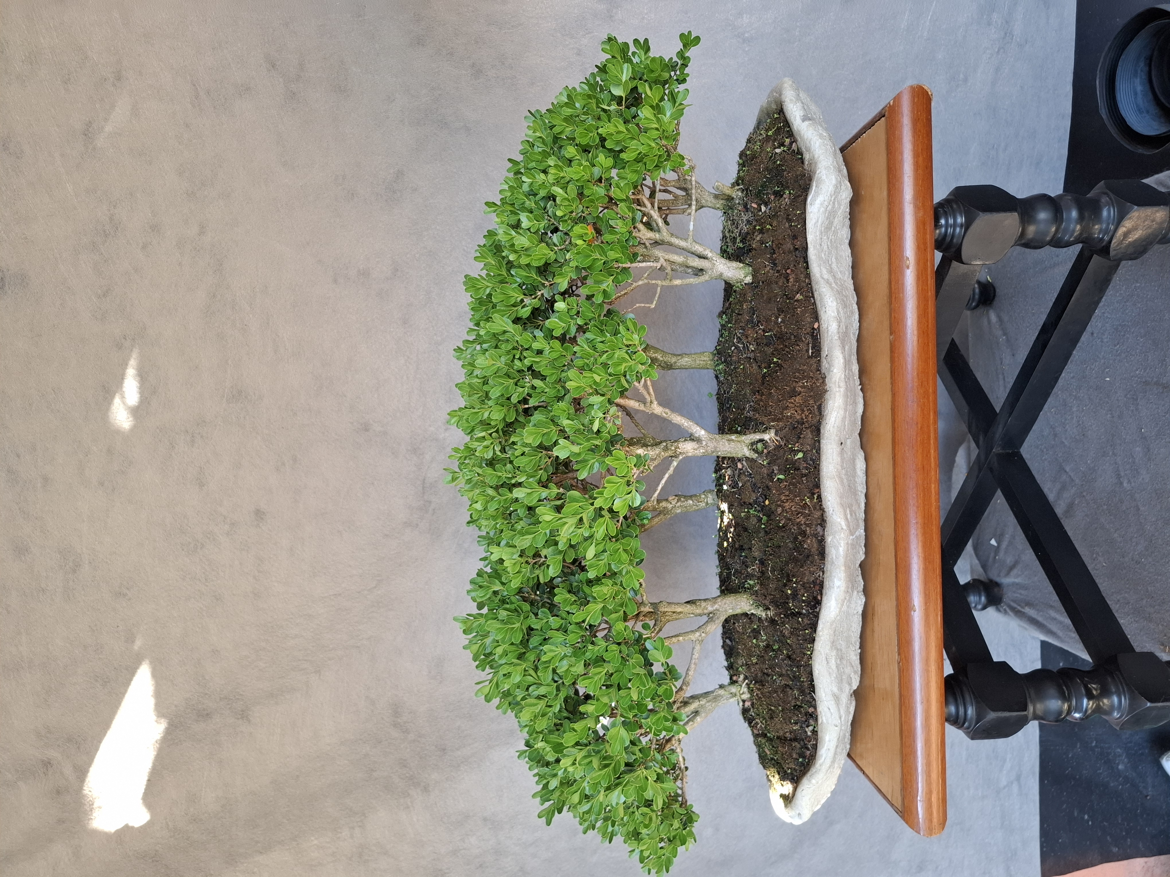 Bonsai estilo floresta — foto 4